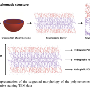 Stimuli‑responsive polymersomes of poly [2‑(dimethylamino) ethyl methacrylate]‑b‑polystyrene