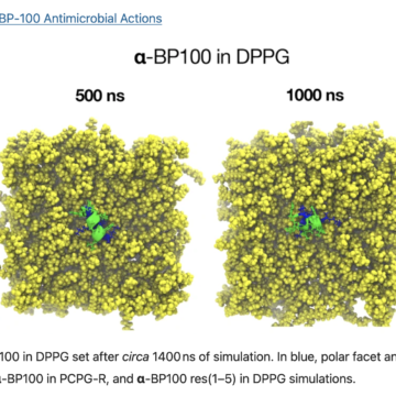 Binding and Flip as Initial Steps for BP-100 Antimicrobial Actions