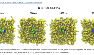 Binding and Flip as Initial Steps for BP-100 Antimicrobial Actions