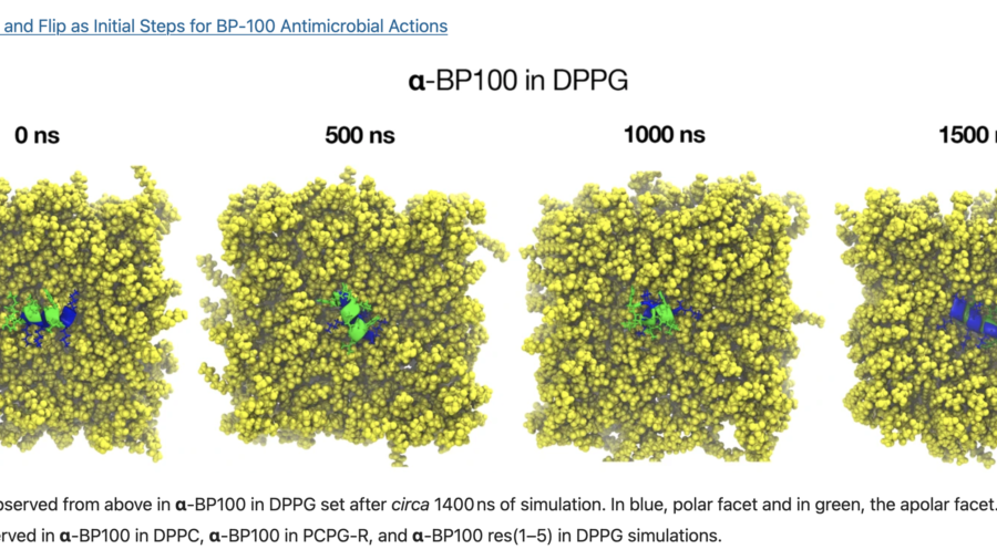 Binding and Flip as Initial Steps for BP-100 Antimicrobial Actions