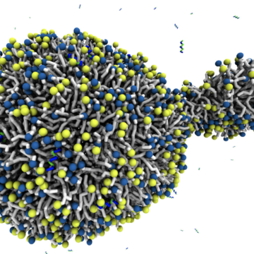 Antimicrobial BP100 induces protrusions in vesicles and planar membranes