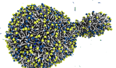 Antimicrobial BP100 induces protrusions in vesicles and planar membranes