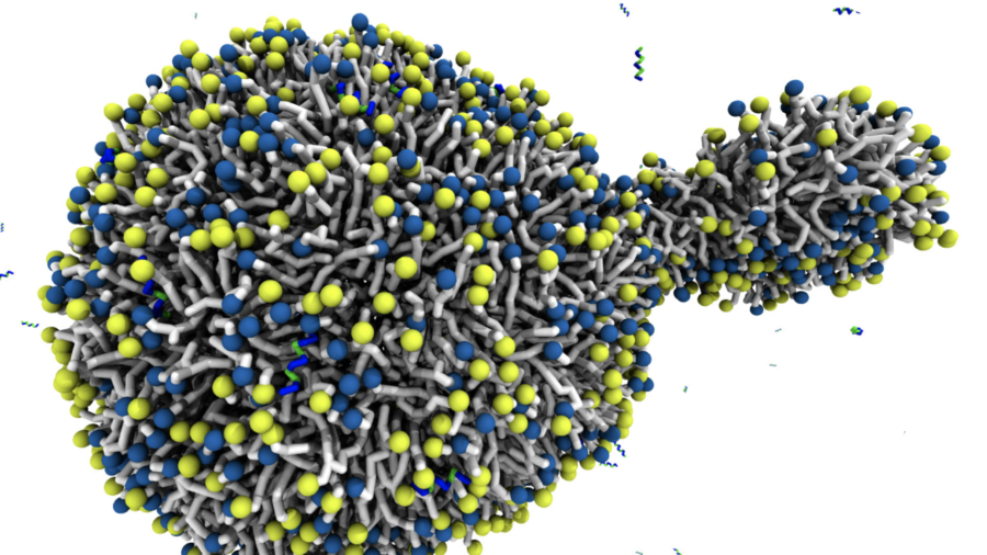 Antimicrobial BP100 induces protrusions in vesicles and planar membranes