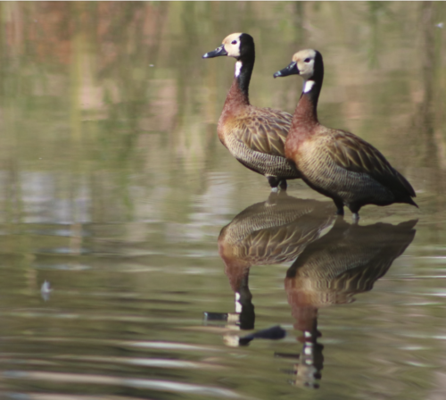 Dois patinhos na lagoa.